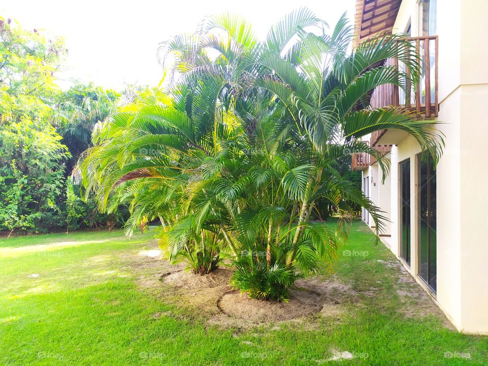 tree, Nature, , condominium in Itacimirim, very green, Atlantic forest