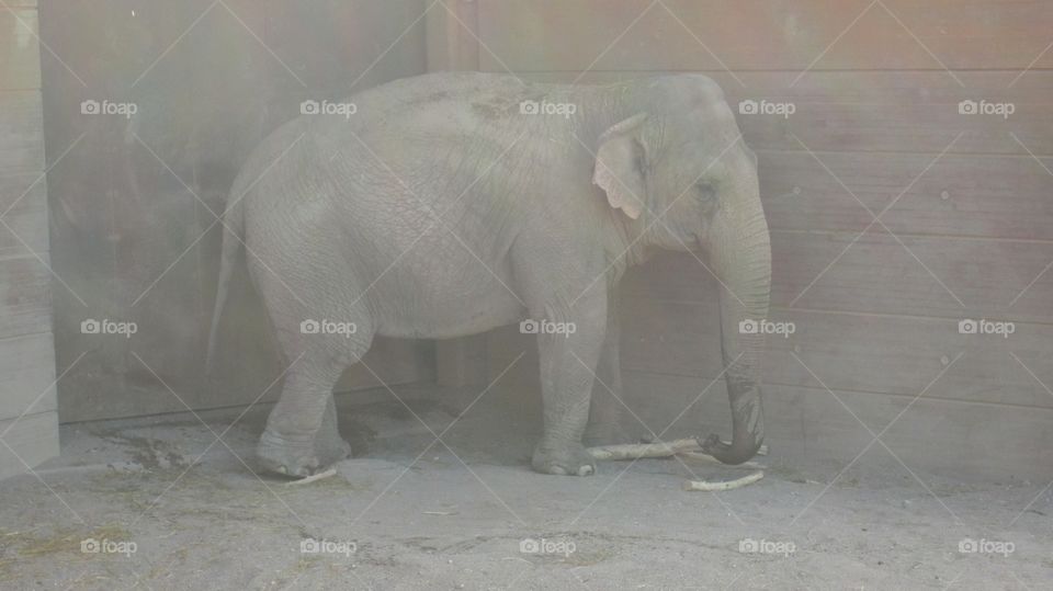 Elephant 