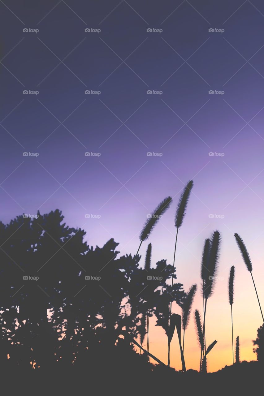 Silhouette at Sunset