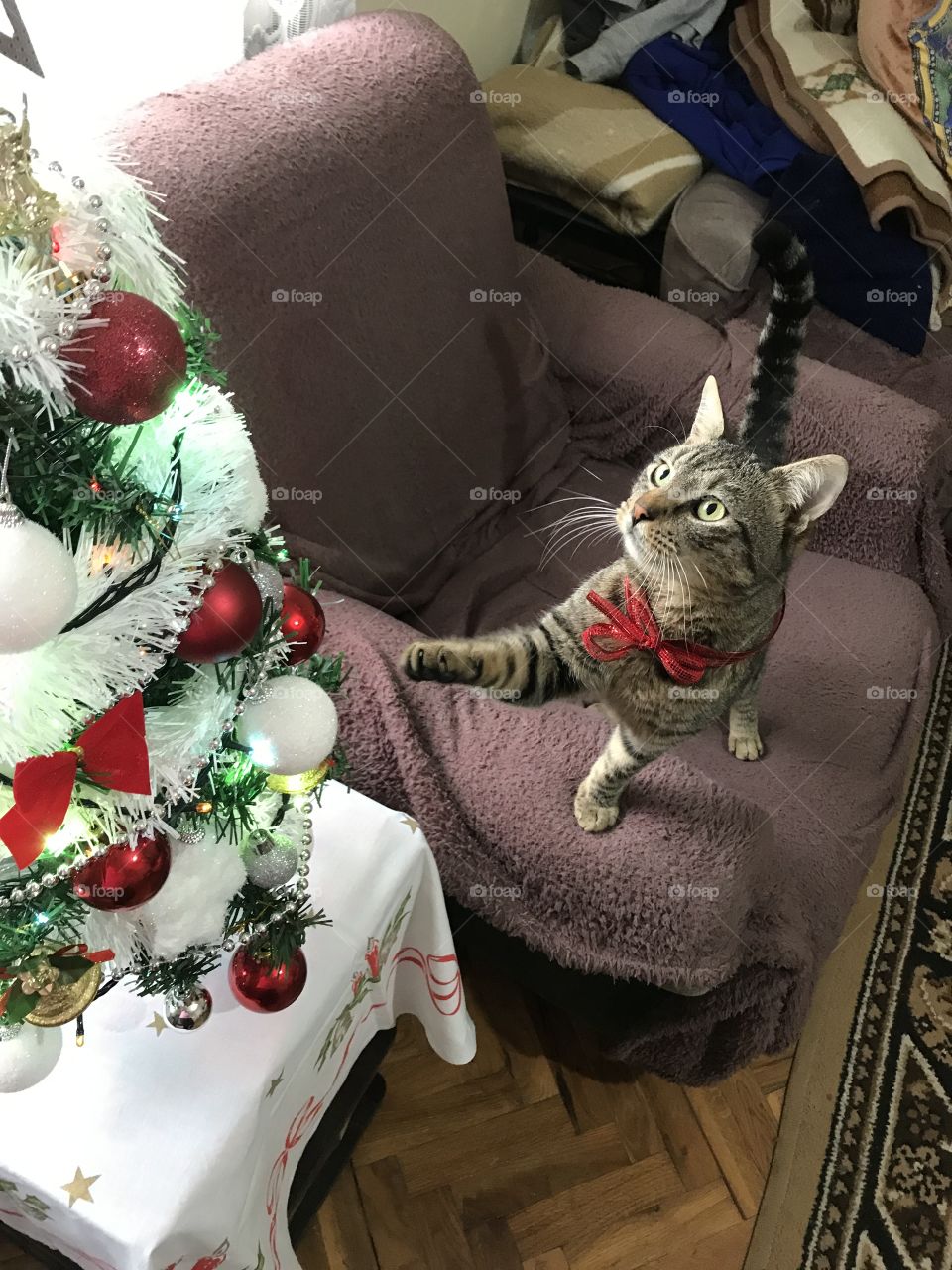 Gray cat and Christmas tree.