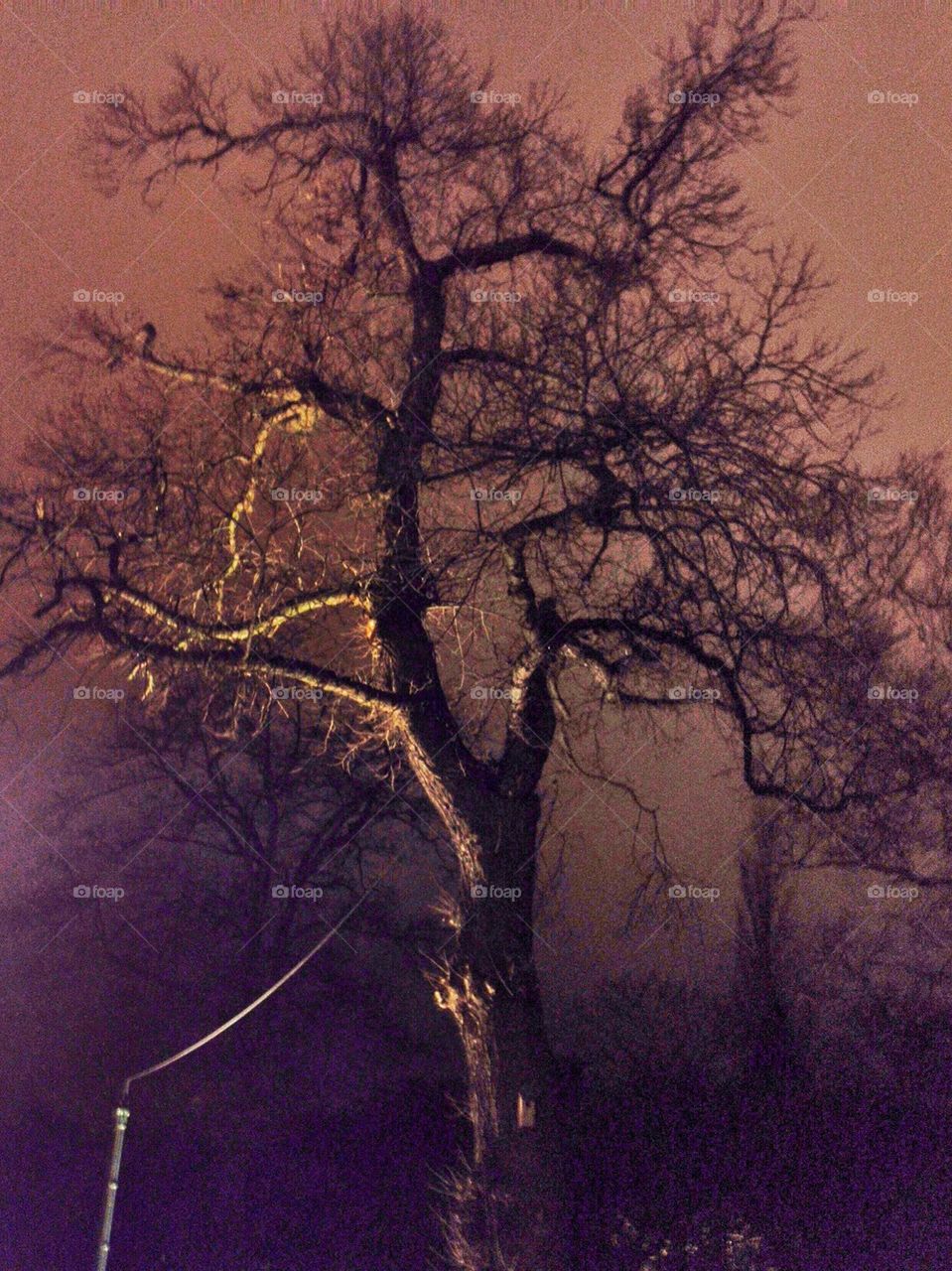 Naked tree at night