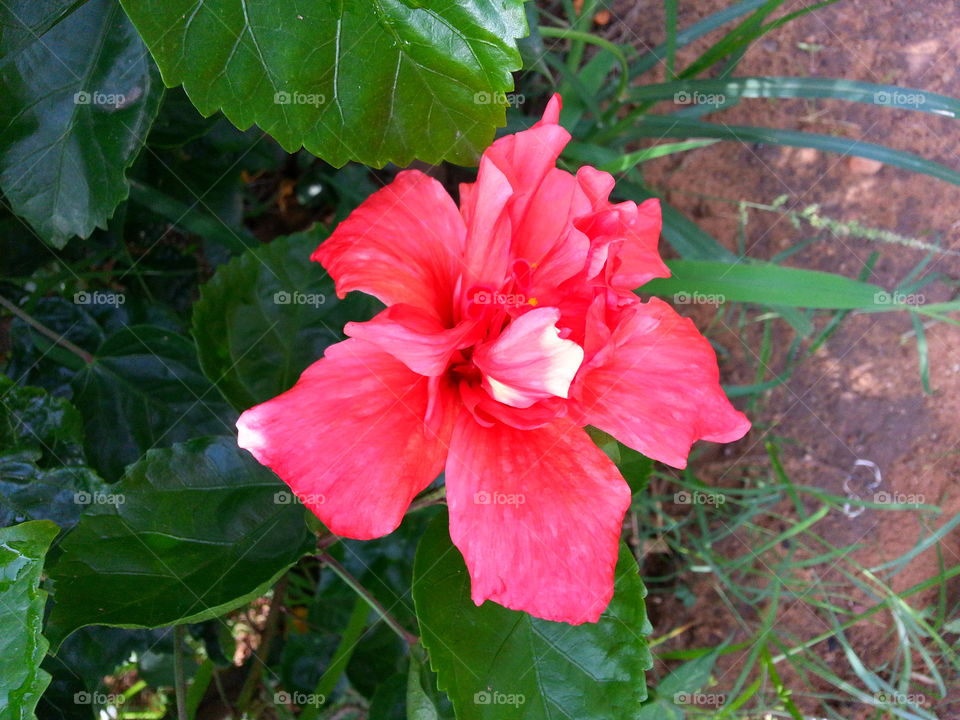 flower