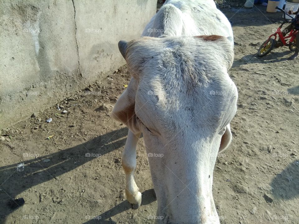 verry nice cow