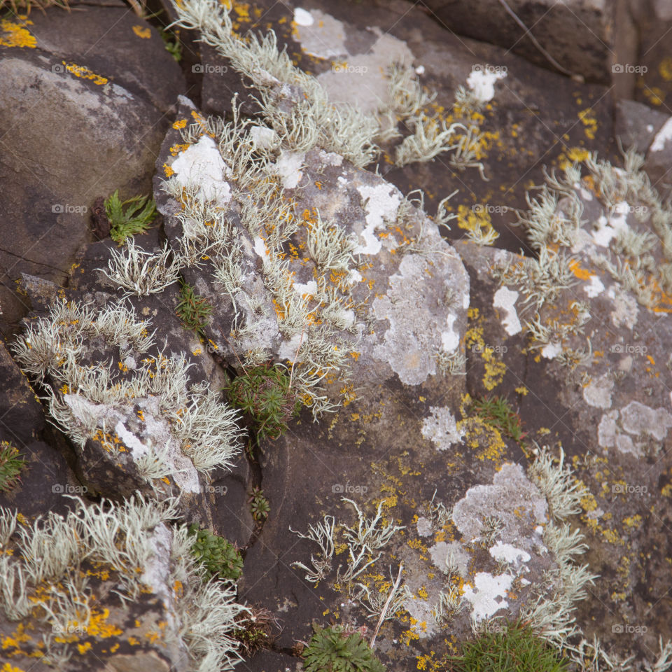 Nature, Rock, No Person, Landscape, Tree