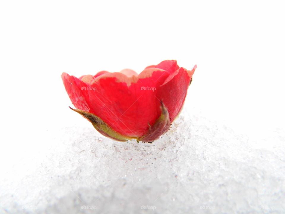red rose flower on snow