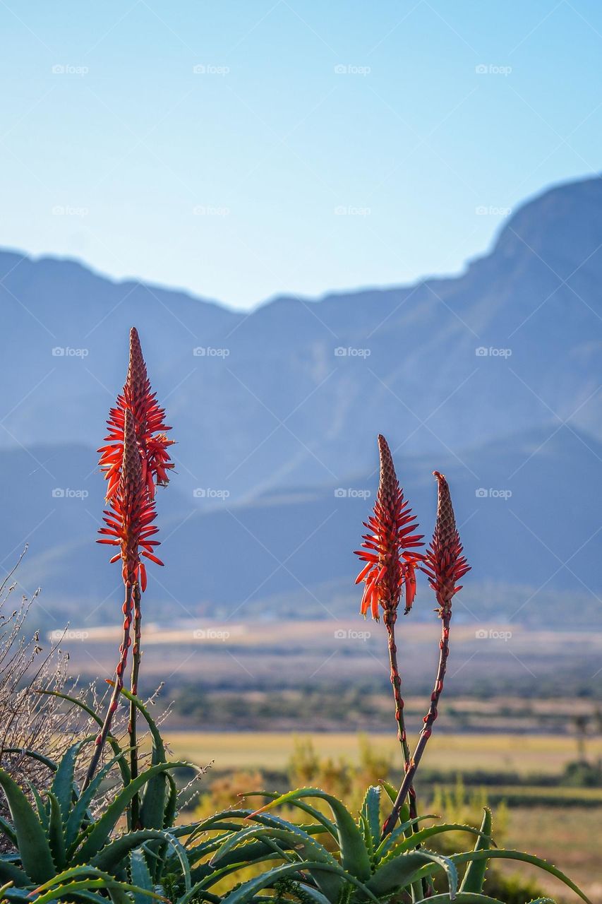 Aloe Plants with Mountain View