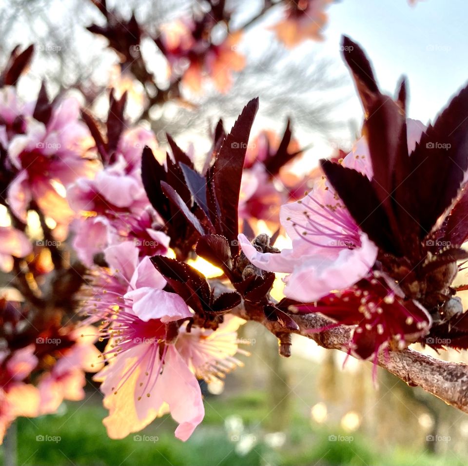 Pink flowering tree 