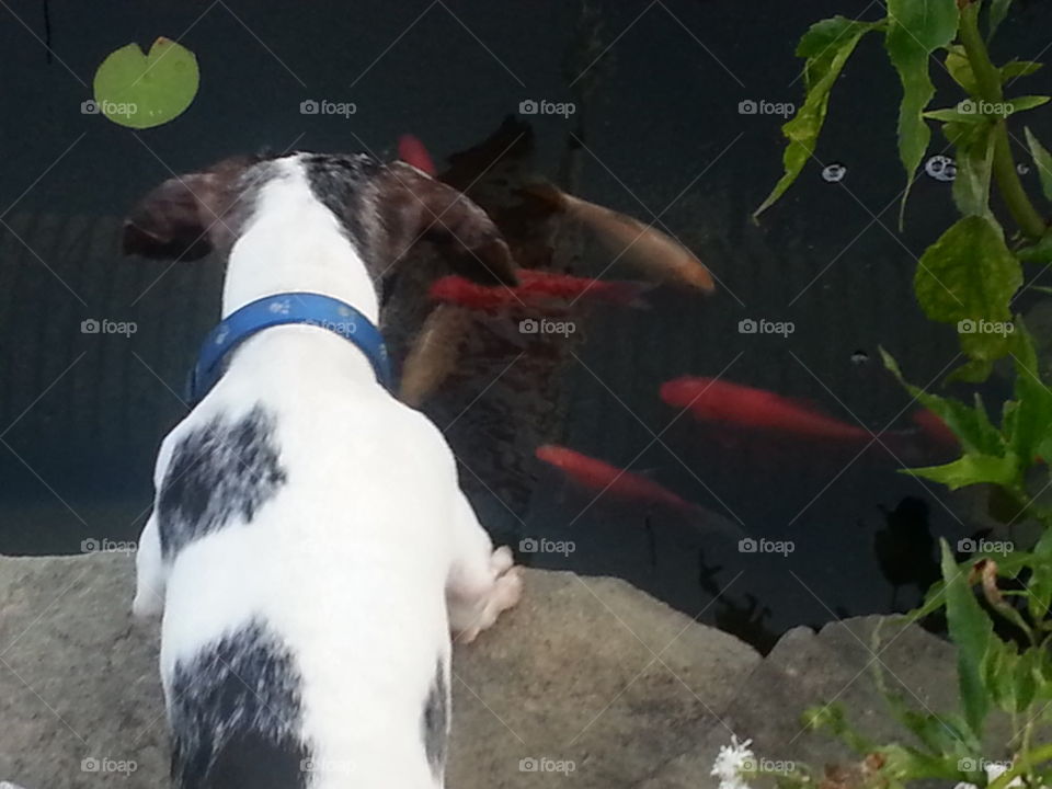 Dog loves Fish