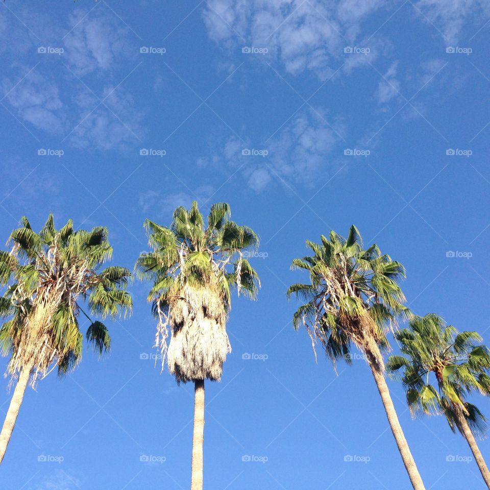 Palm trees from below