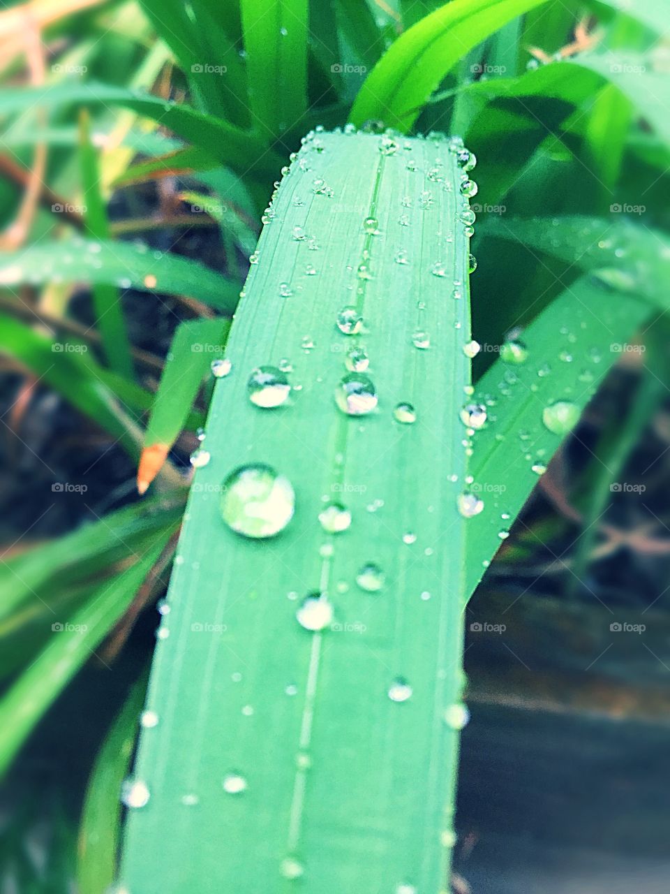This photo is of a long leave with dew drops on it. The photo has more dew drop covered leaves in the background.