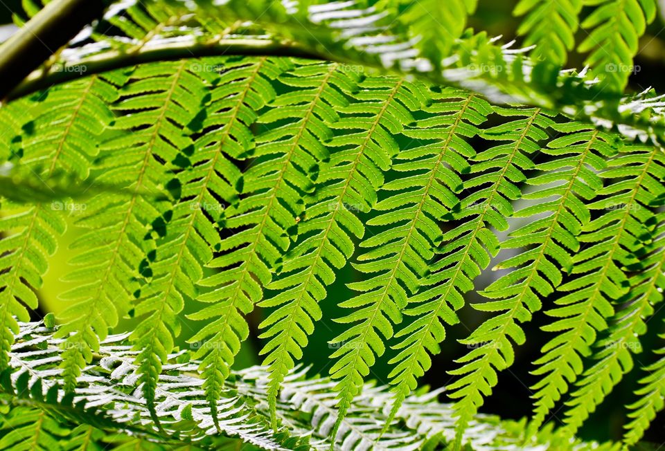 Fern frond