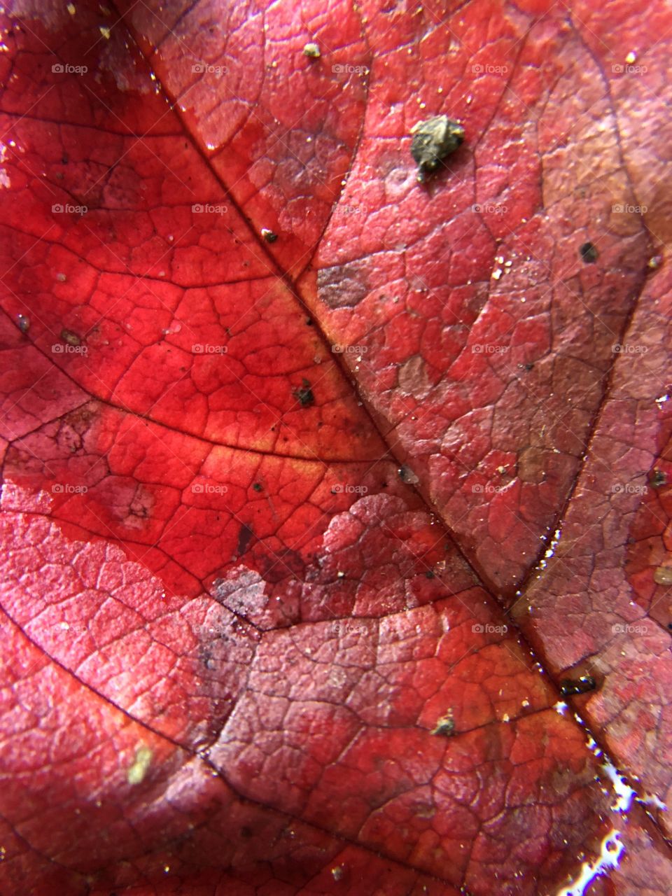 Beautiful red leaf with water 