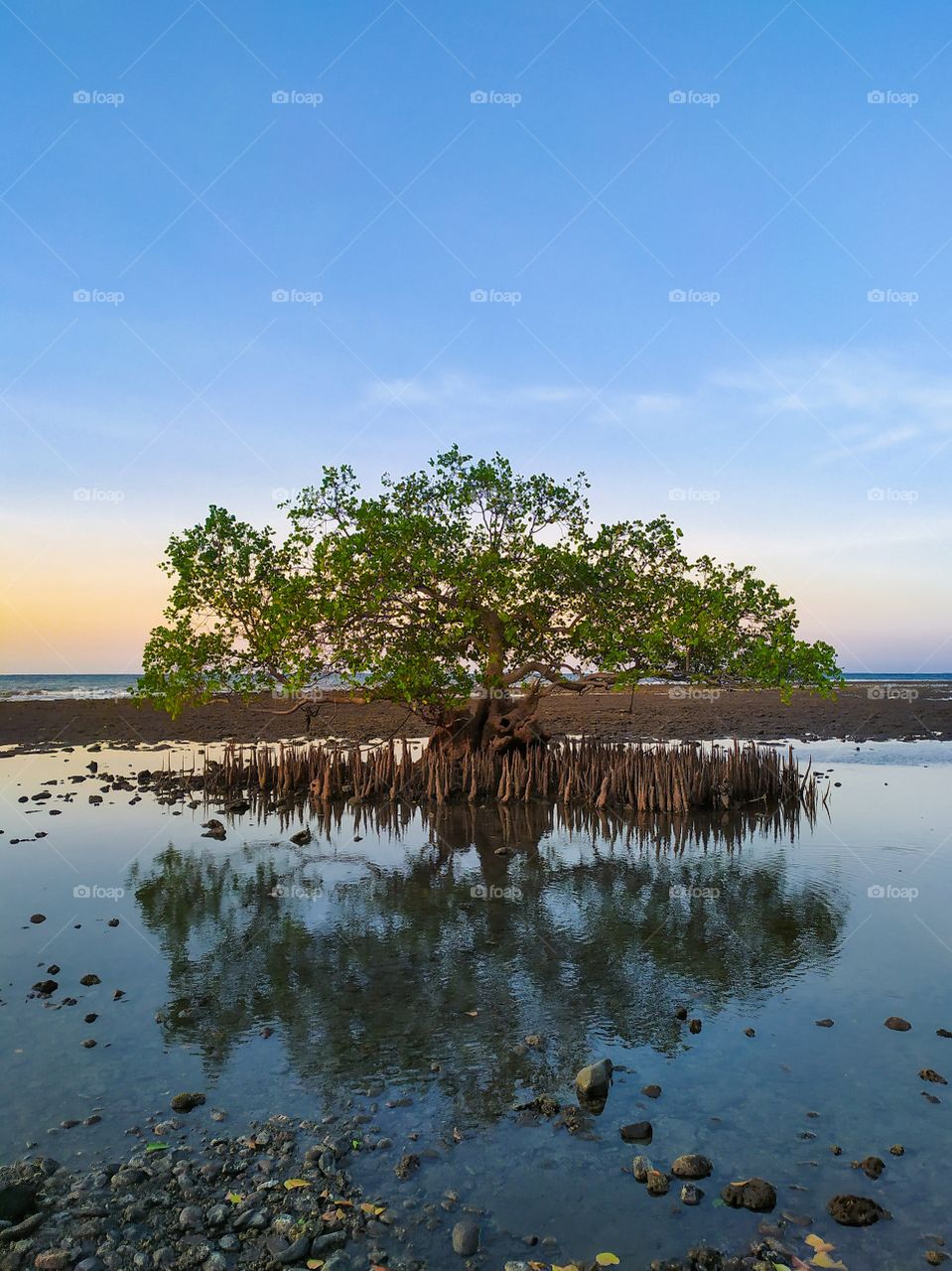 mangrove trees around the coast of Banyuglugur, Indonesia