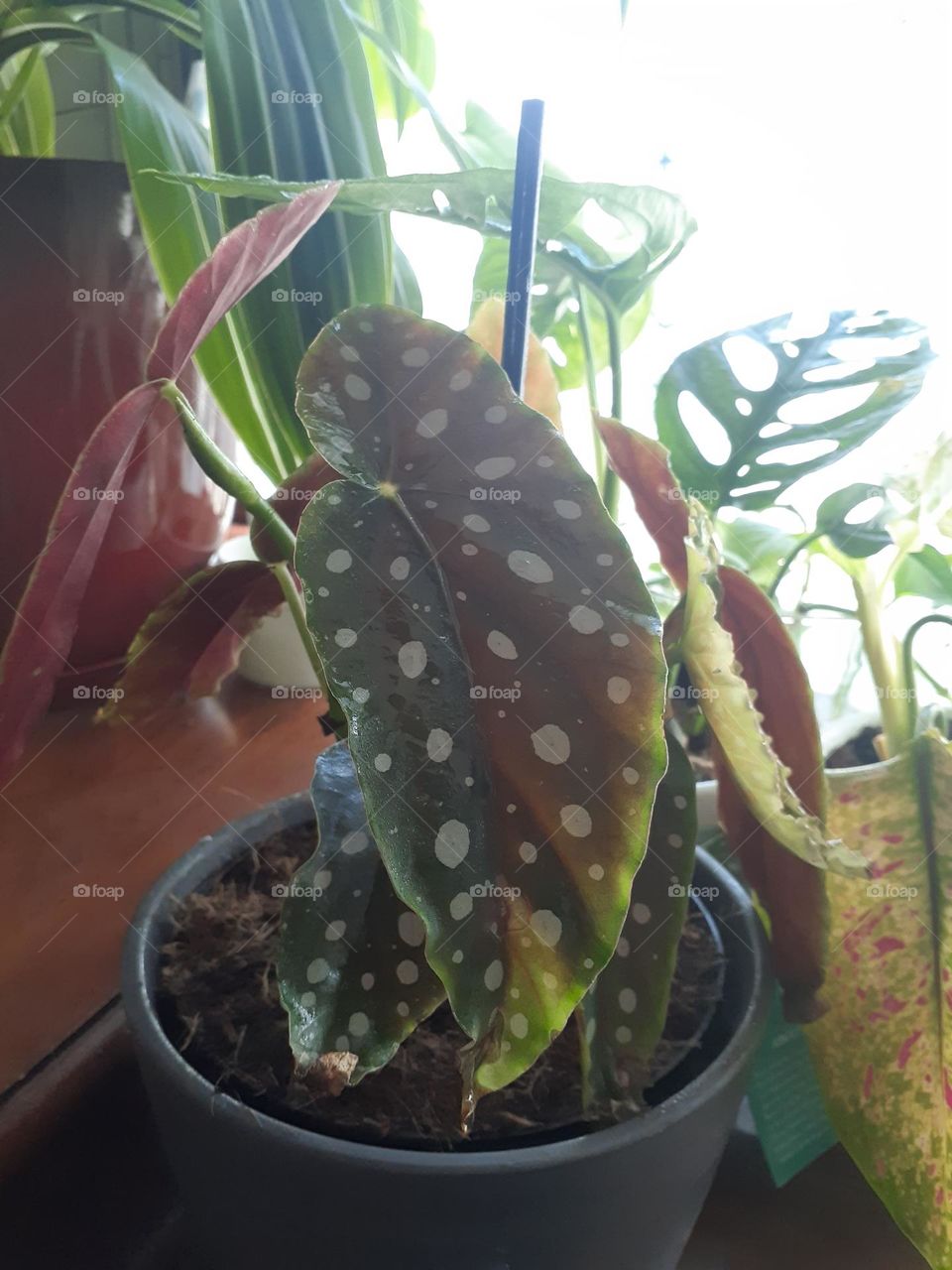 Polka Dot Plant (Begonia Maculata)