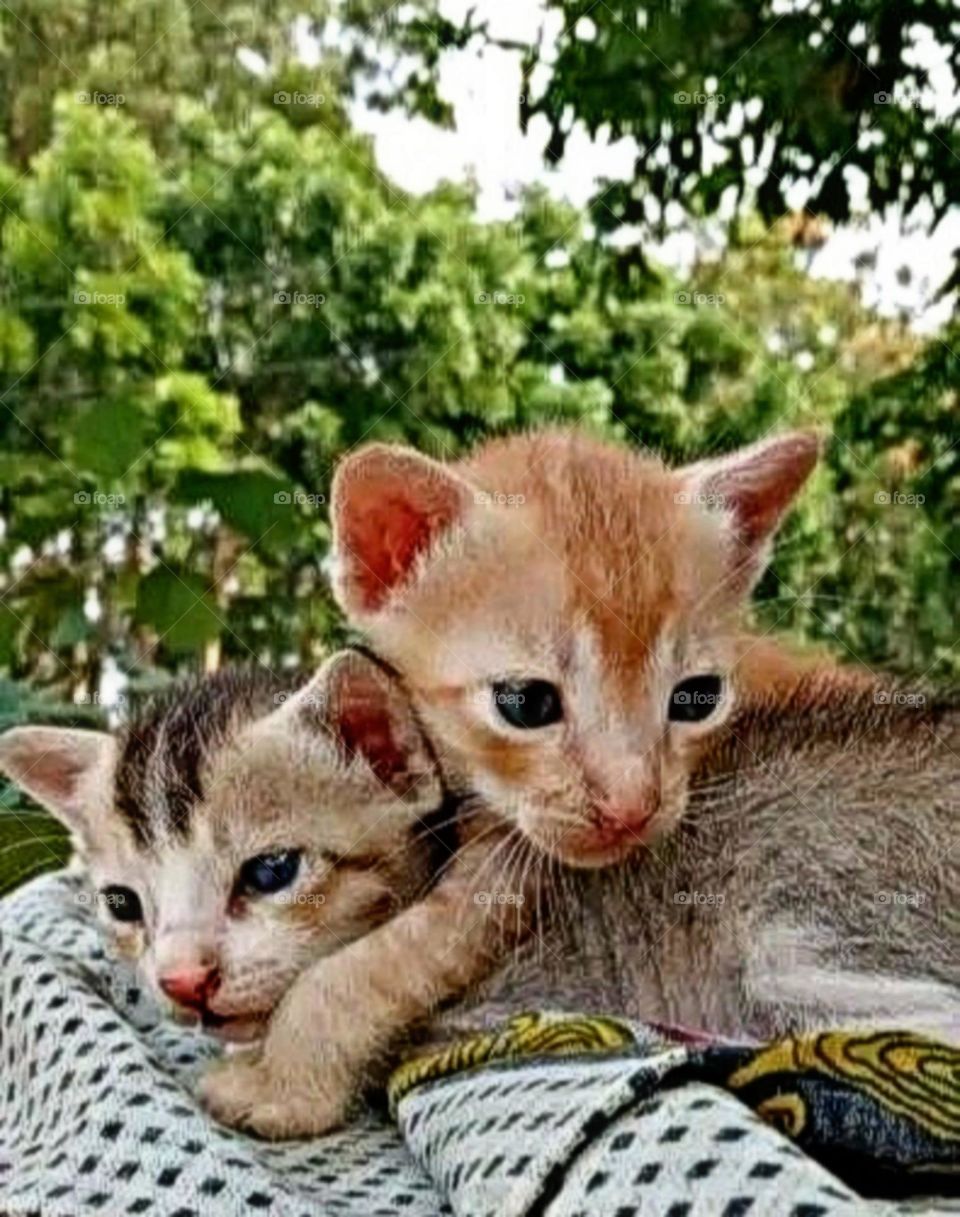 August 16, 2023 rajasthan india. most beautiful and attractive baby cat.