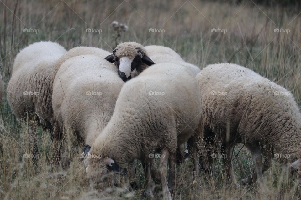 Herd of sheep, Golija Mountain, 24.09.2025