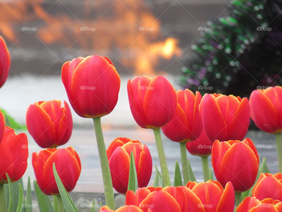 fiery tulips at the eternal flame of glory to the soldiers who died for Russia