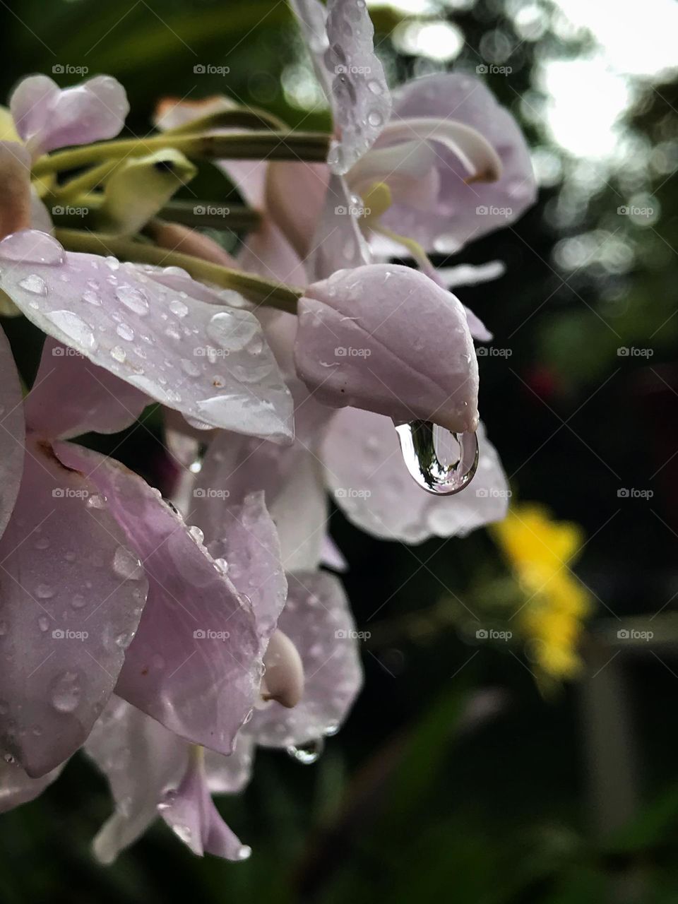 Orchid and rain drop