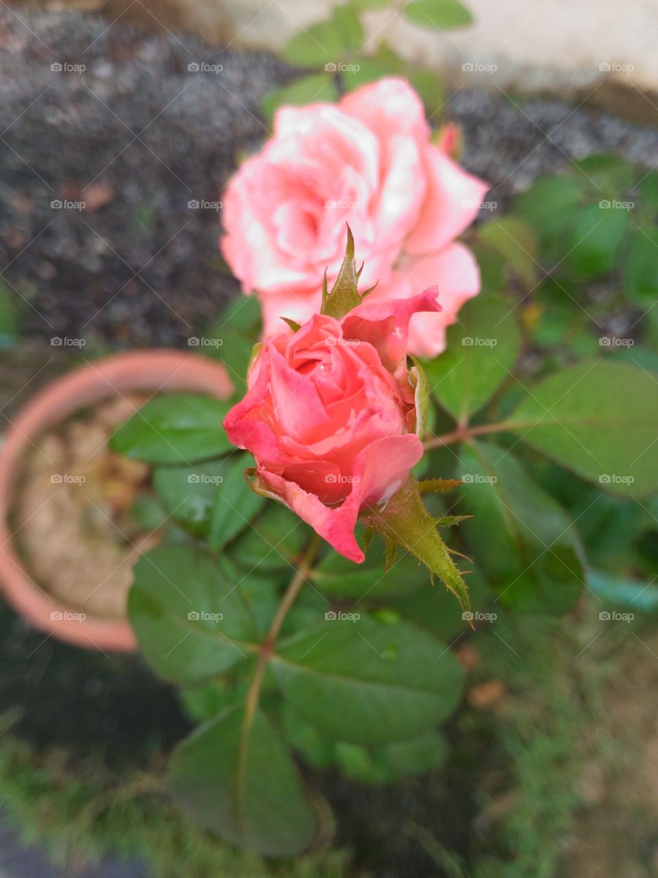 rose