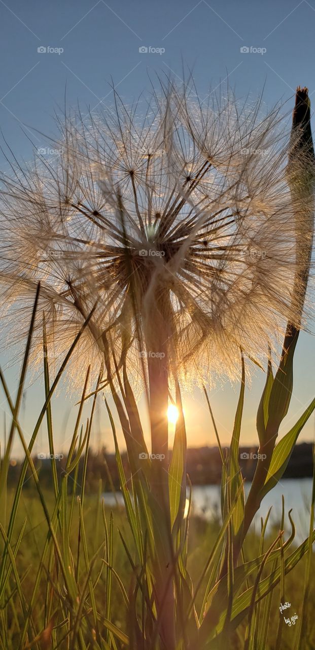 Sunset and Dandelion seed