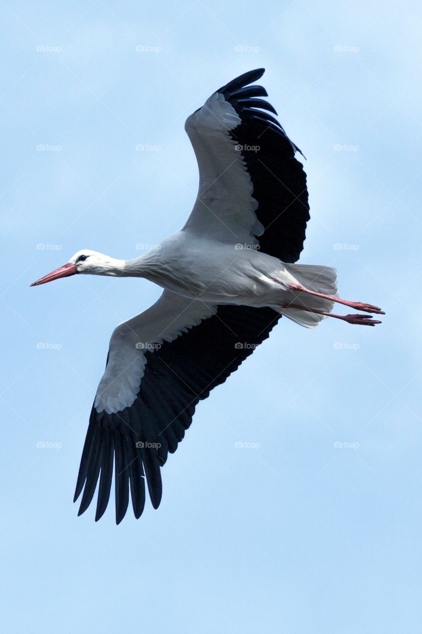 Cigüeña stork aves 