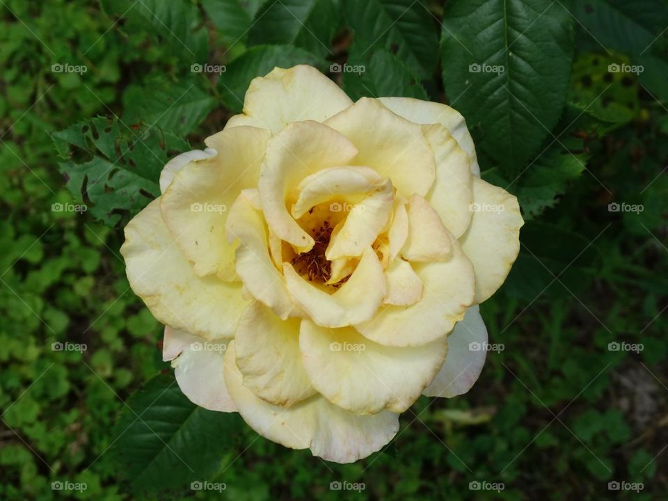 Yellow rose 