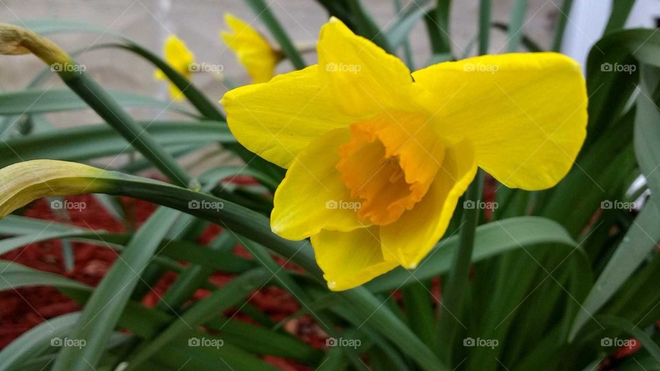 Daffodils in Springtime