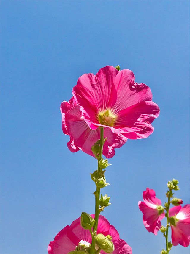 Hello Summer