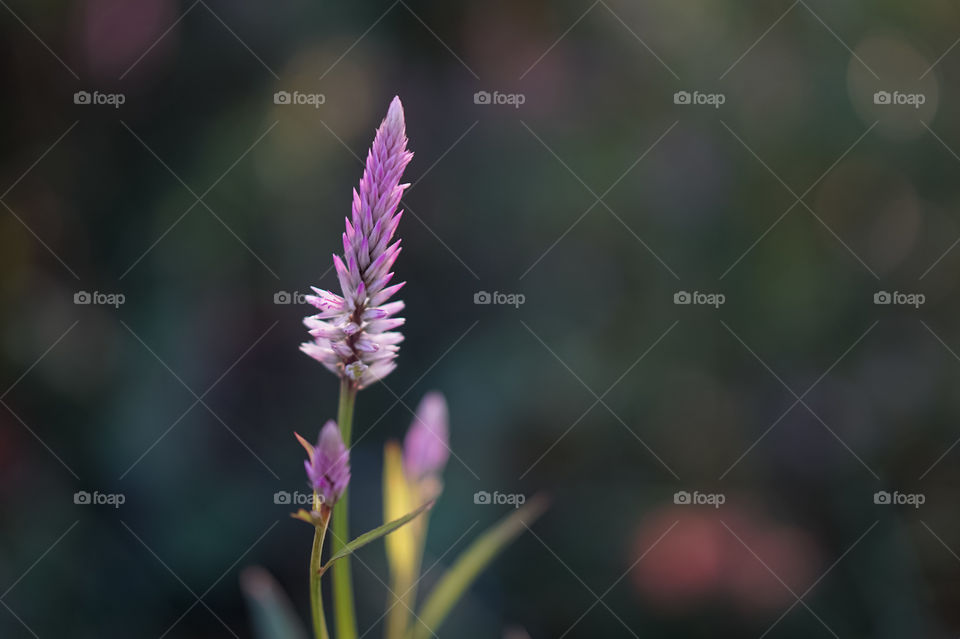 lilac flowers on dark background