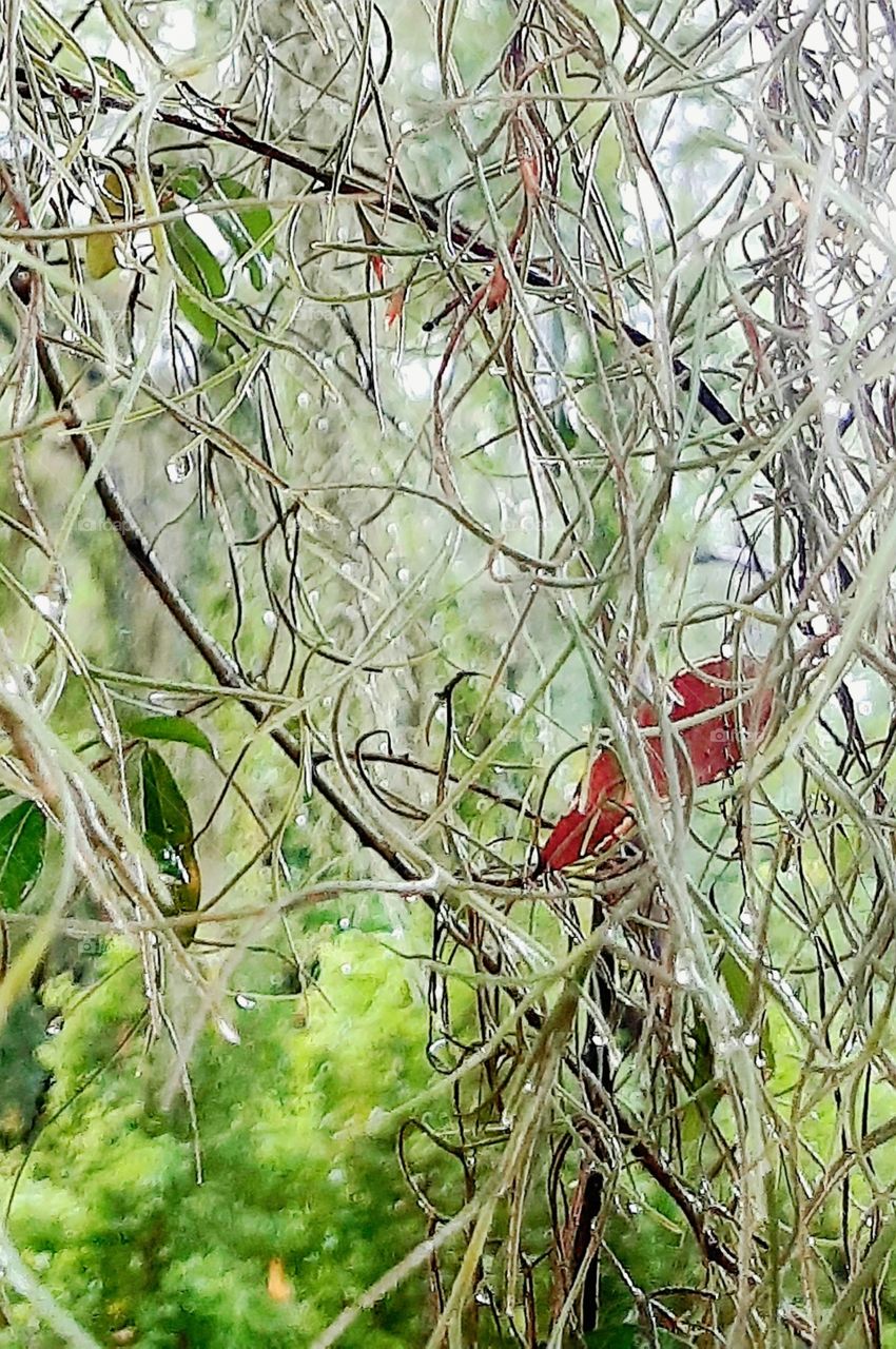 rain drops clinging to the Spanish Moss a hint of Autumn shows in the red leaf stranded in the moss