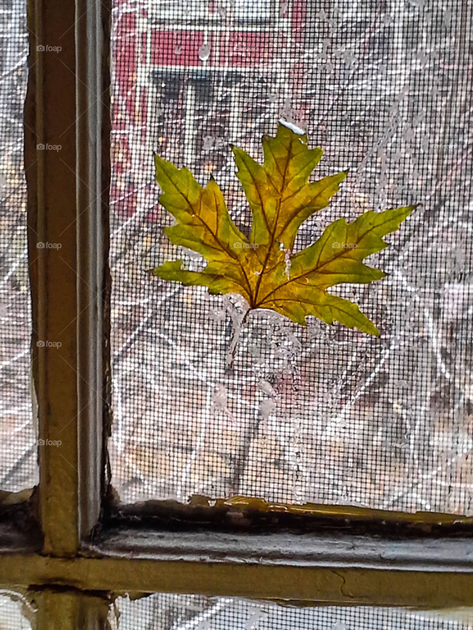 leaf on window