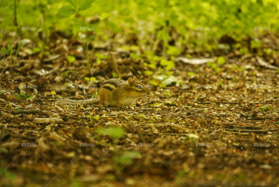 Chipmunk camouflage