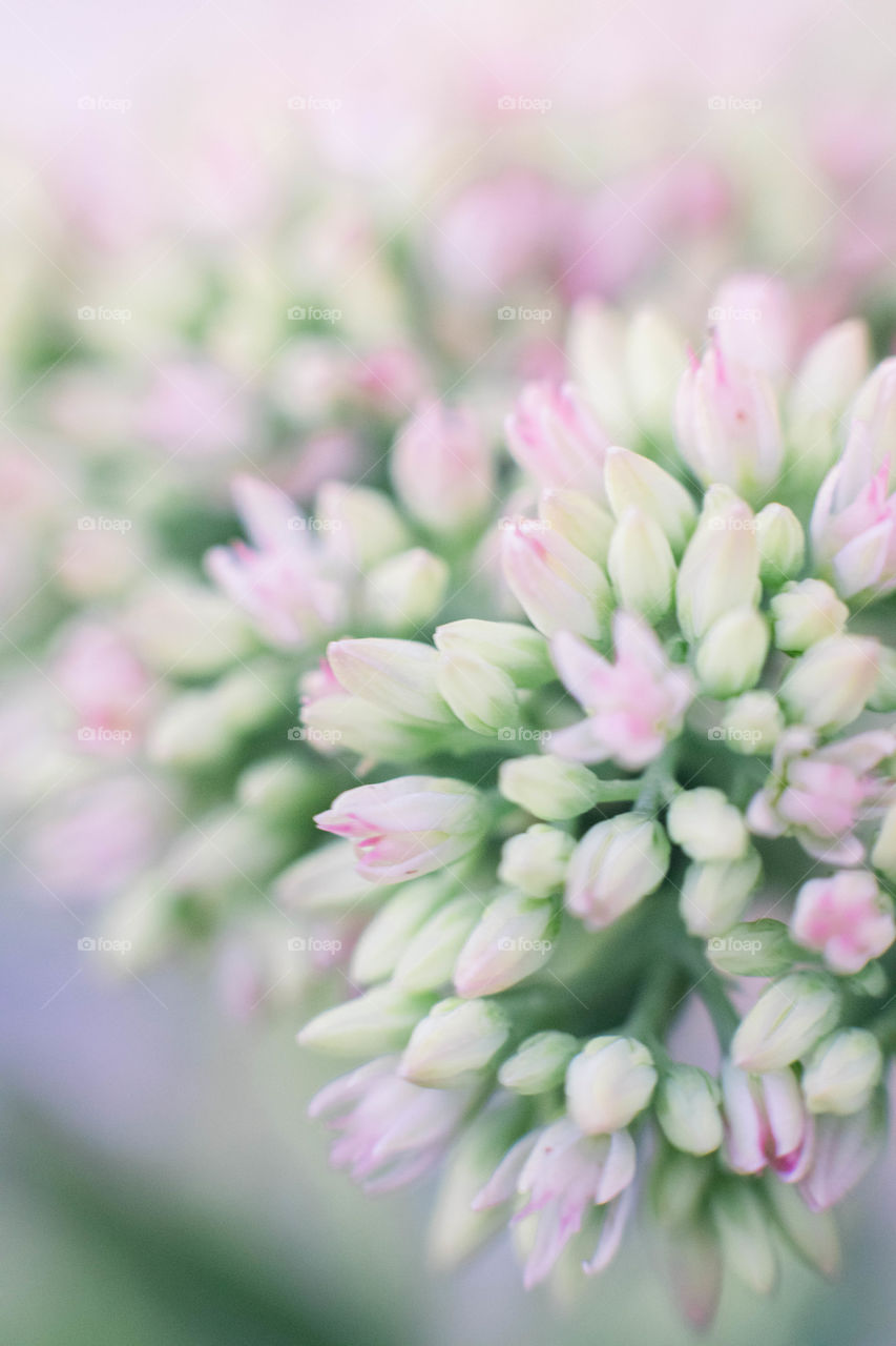 Spring flowers