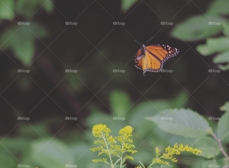 Flying monarch