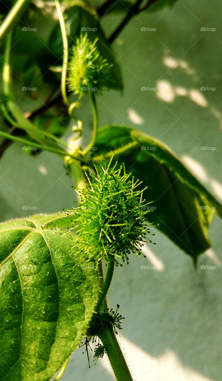 small green niddle fruit and leafs