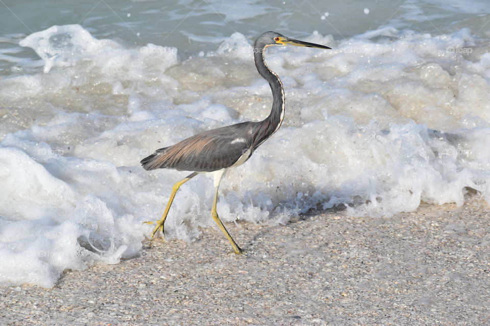 Florida bird blue heron 