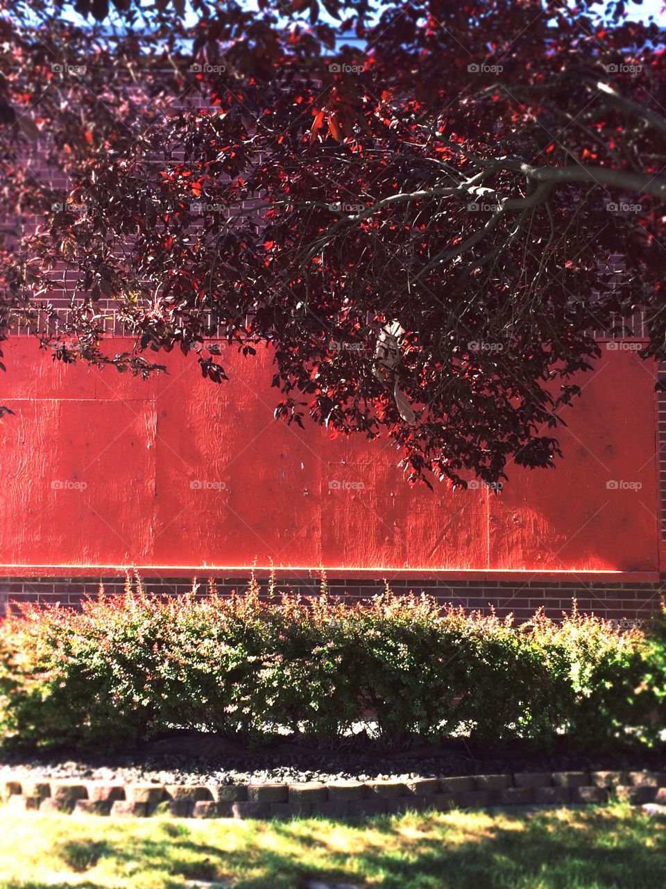 Cranberry Wall and Tree