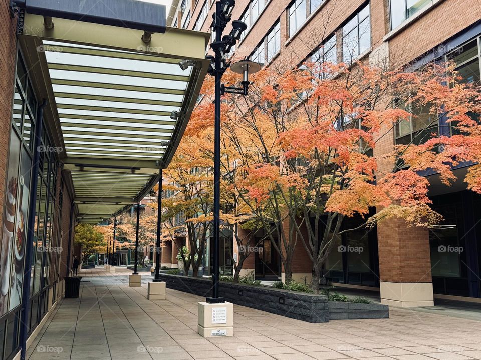 Autumn street in the Seattle 