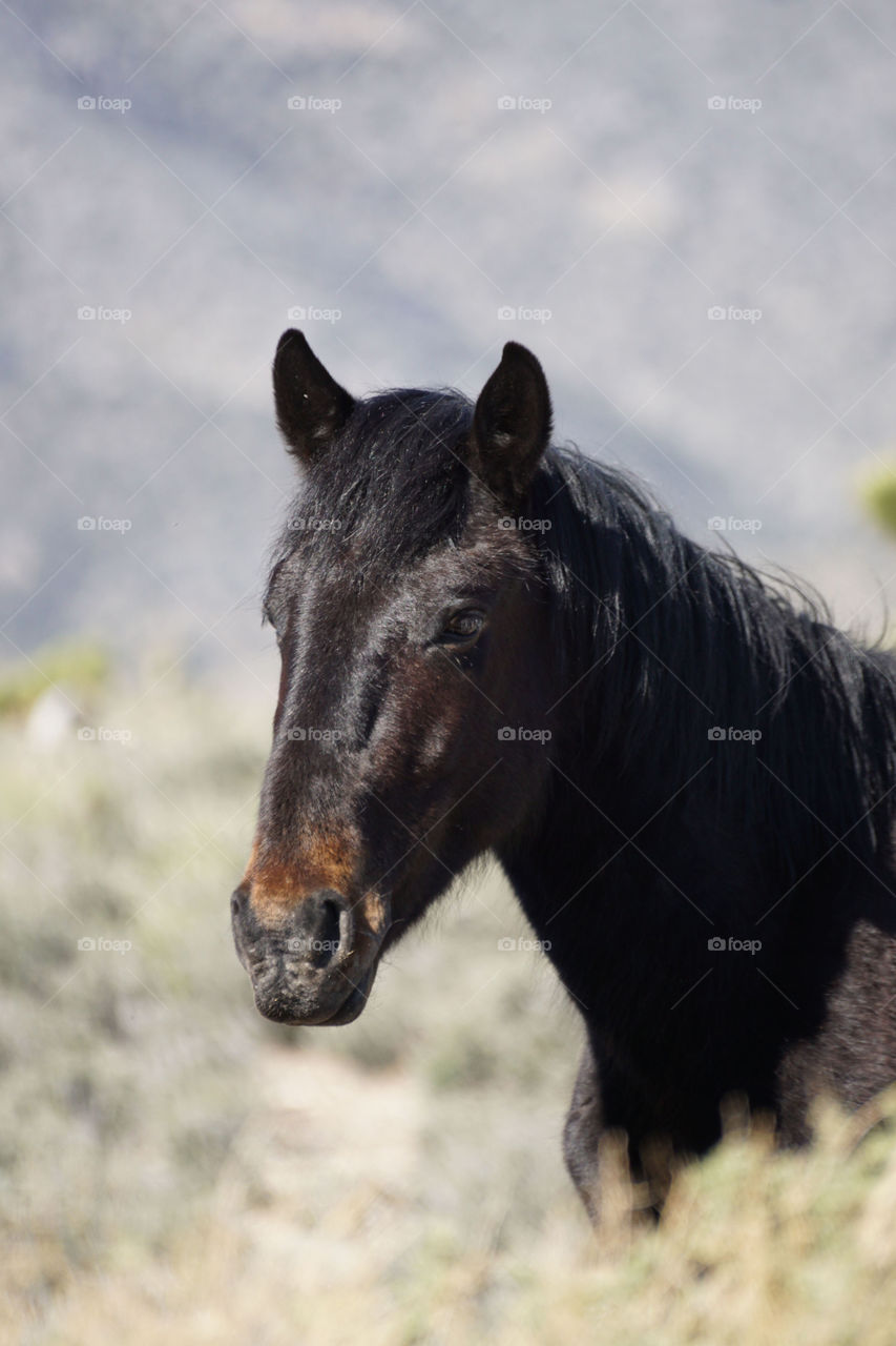 View of wild horse