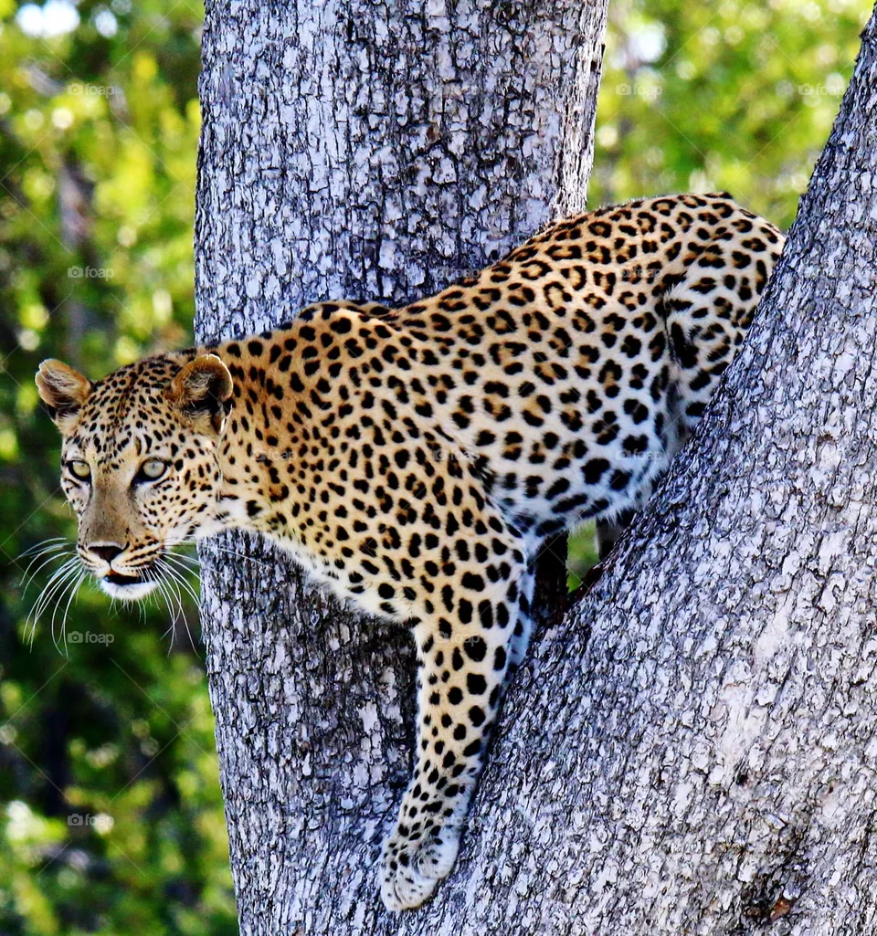 leopard