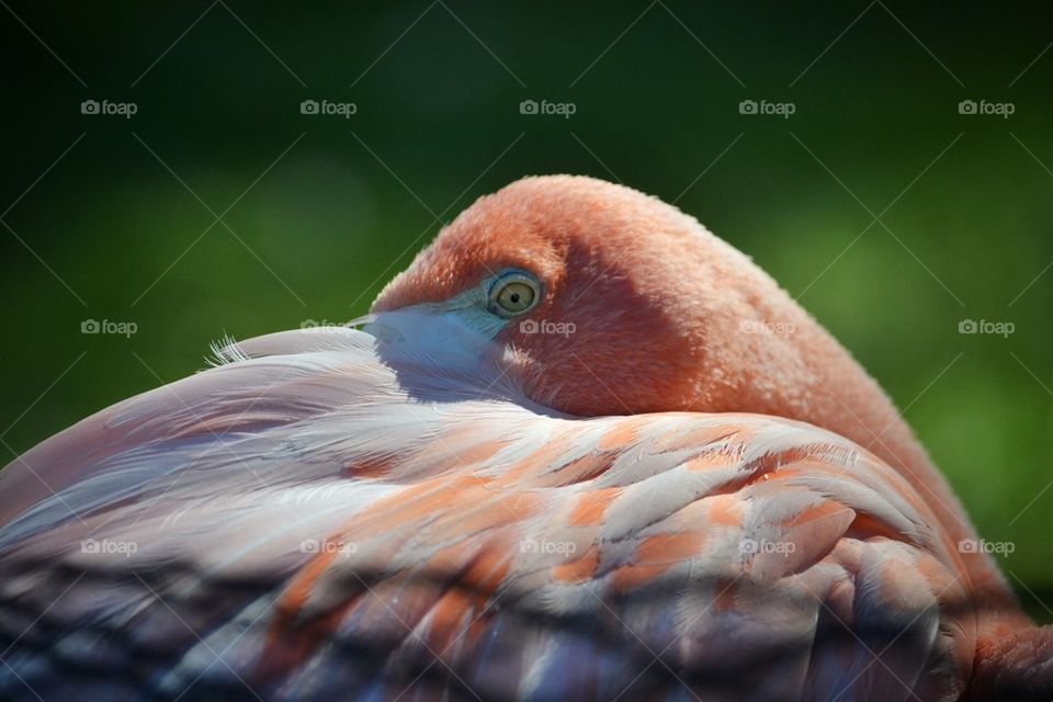 peeping flamingo