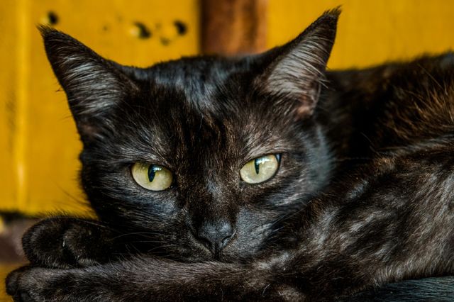 Cat mood