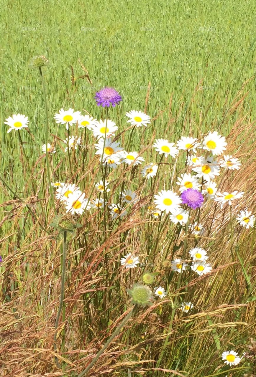 Summer blossom. Swedish summer