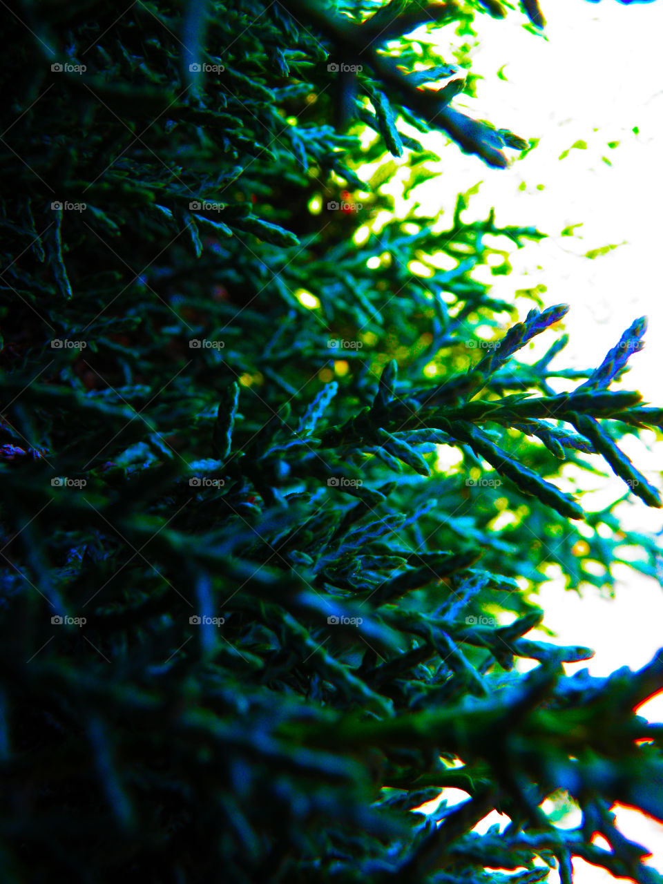 Bright green pine seen from closeup.