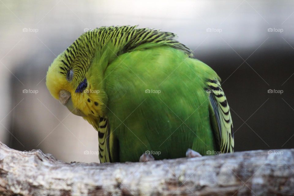 A green and yellow budgerigar trying to sleep on her perch, the world too noisy and too bright