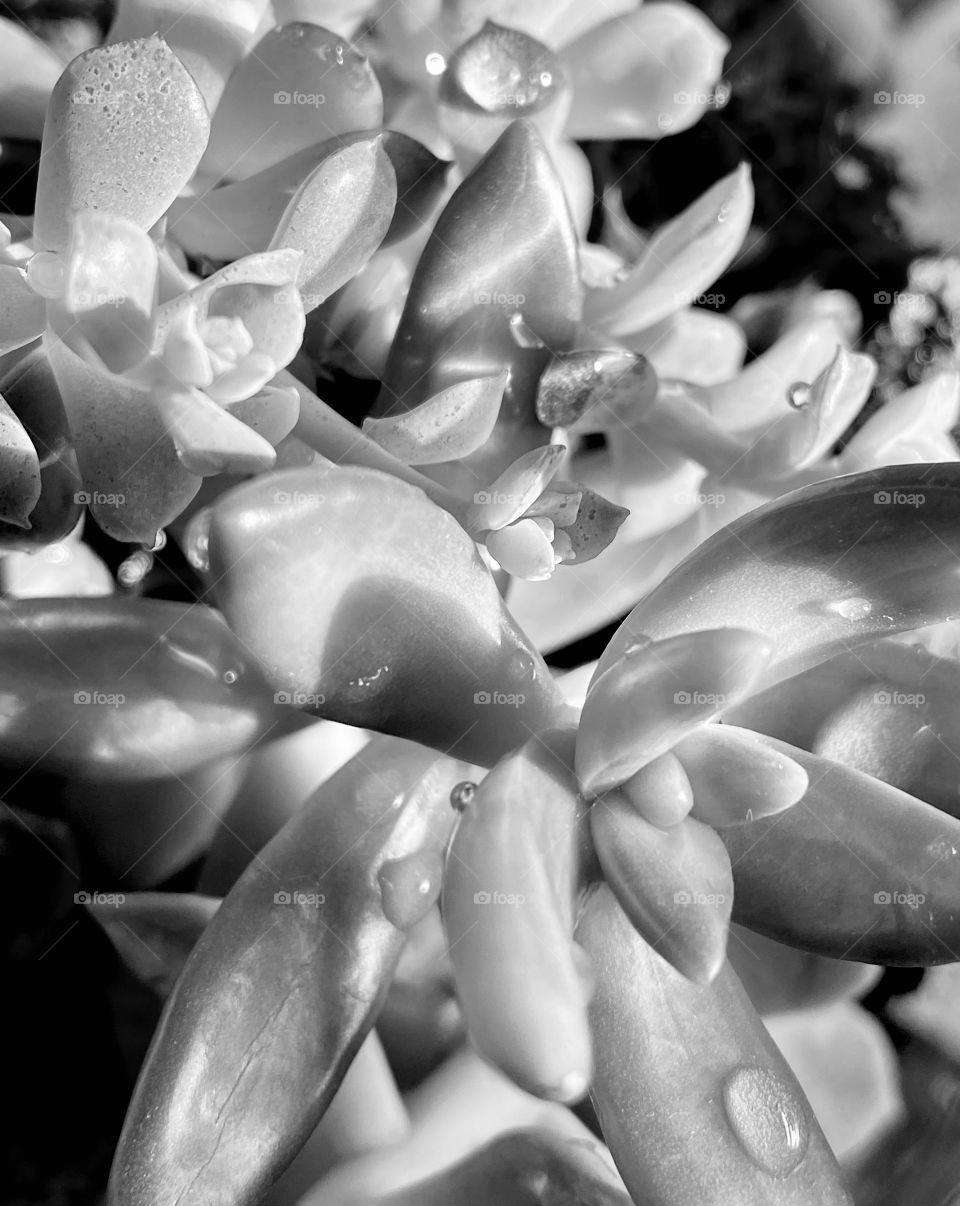 Plants in black and white 