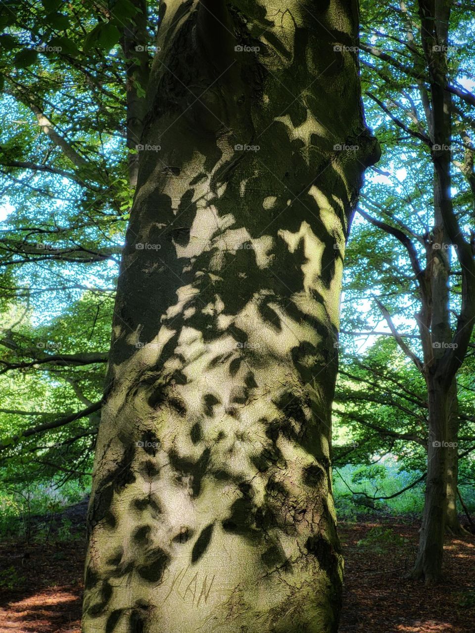 Shadows of leaves