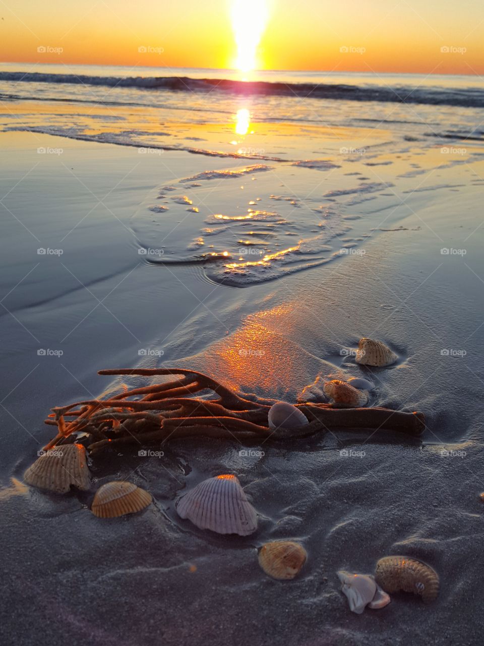 seashells on the seashore at sunrise