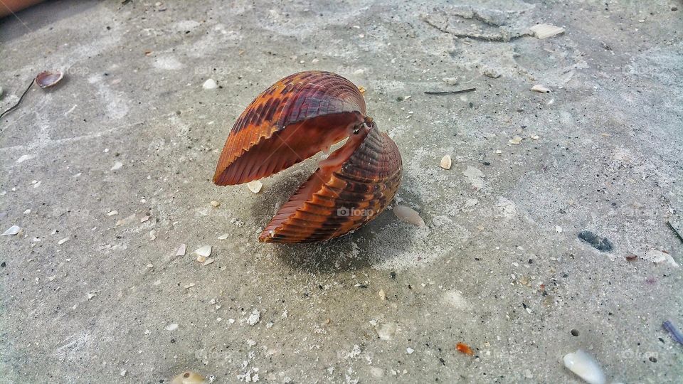 Open Seashell in the Sand