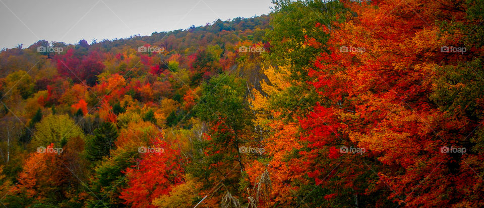 Colorful Fall foliage covers a mountain in Vermont.